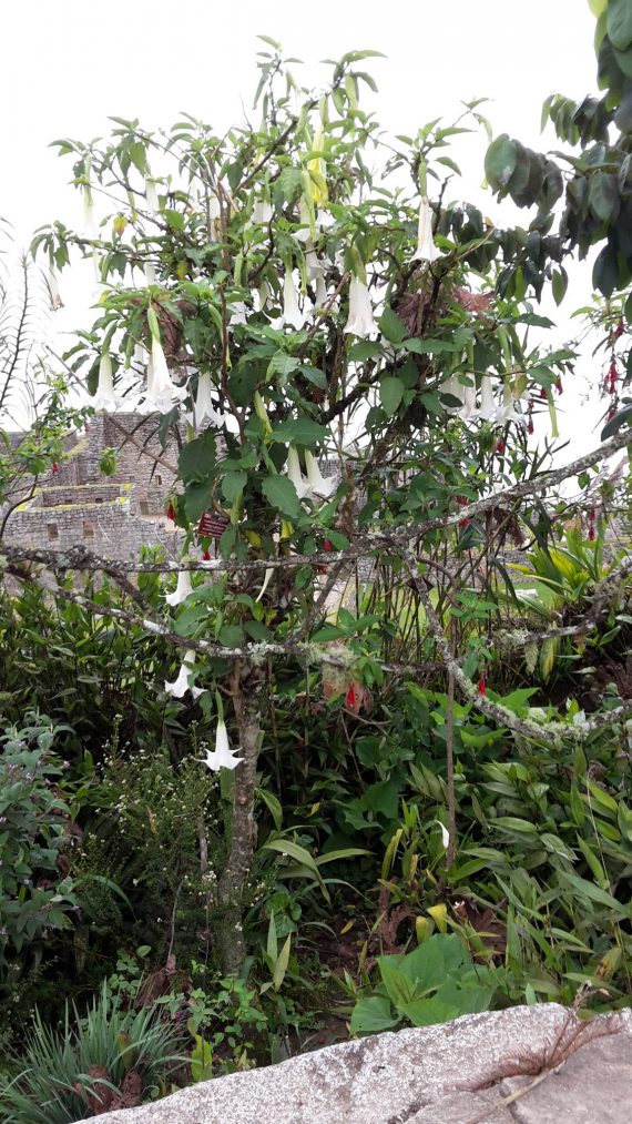 Floripondio är en planta som säger sig hjälpa dig att ta dig till andra dimensioner. Den liknar ayahuaska. Den ska drickas guidad av en chaman